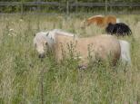 Picture of Kilcummer Palomino Prudence SUCH, Diplom 42p, prem GI 